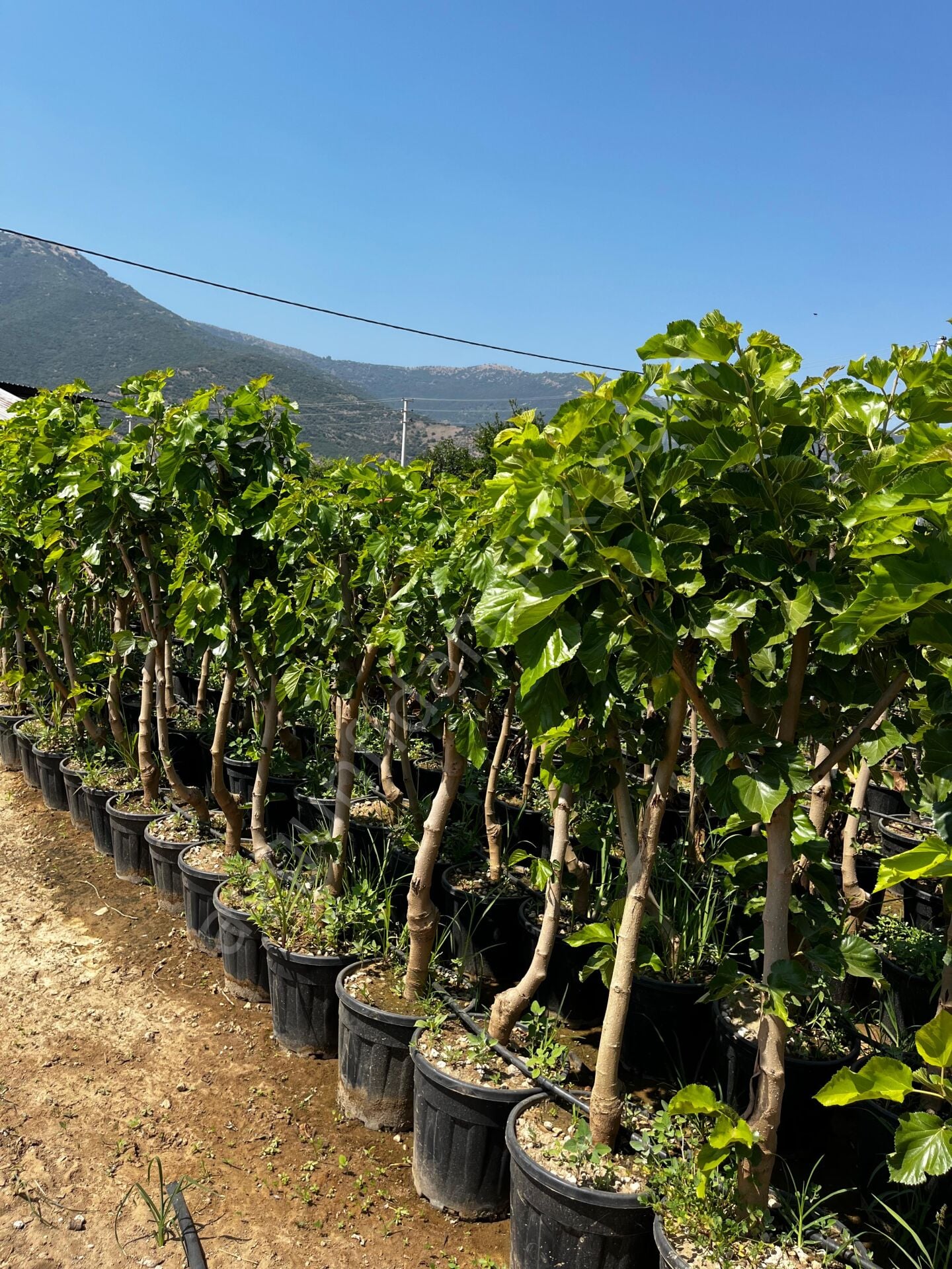 Yetişkin Şah Dut Fidanı