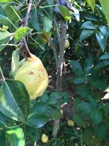 Margarit Marilla Armut Fidanı