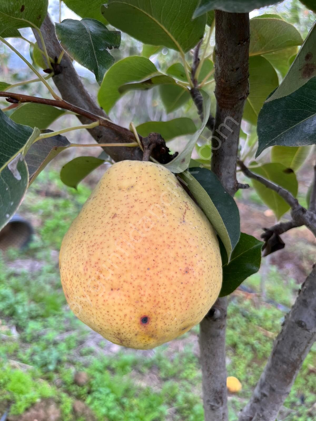 Margarit Marilla Armut Fidanı