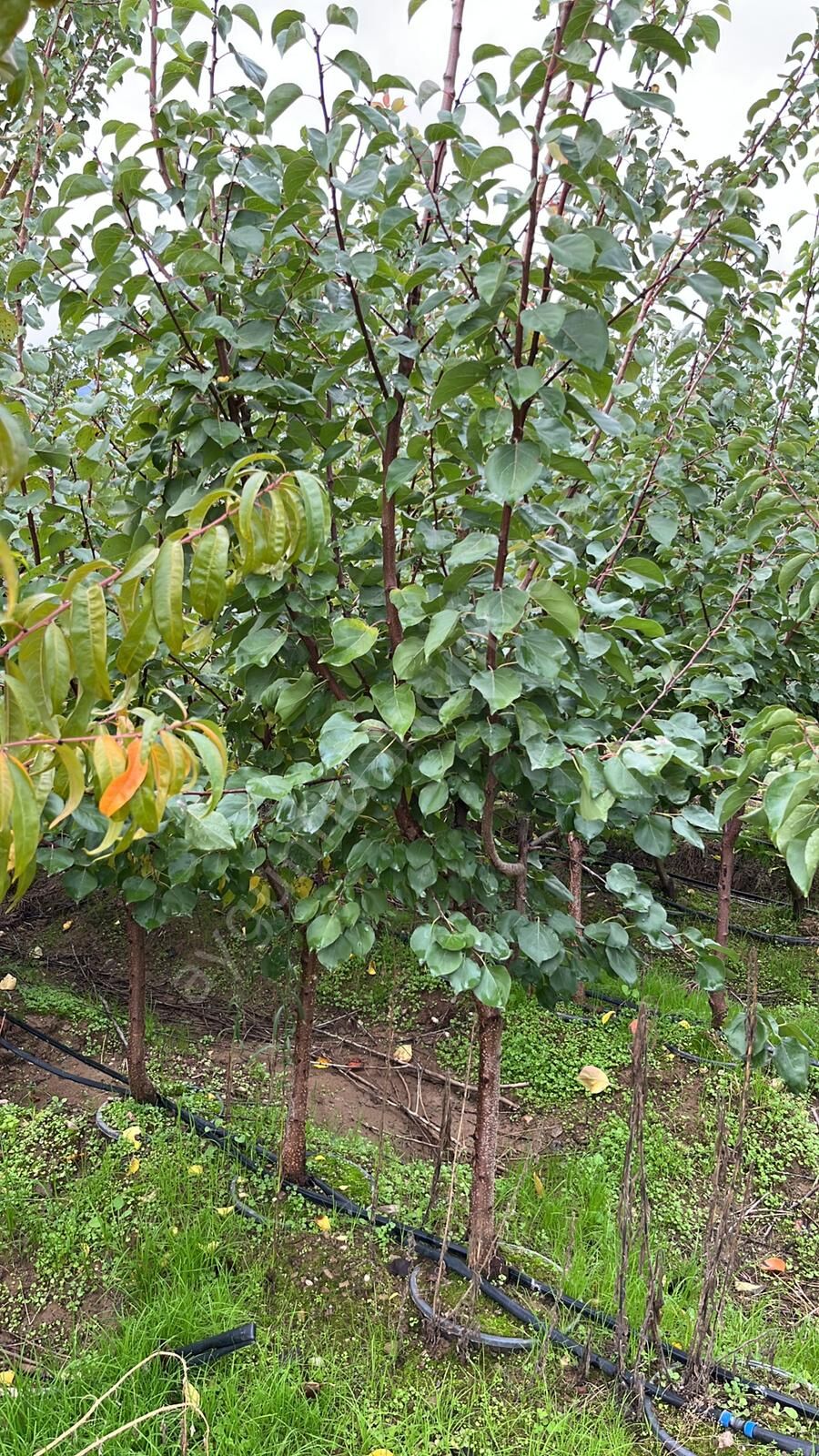 Yetişkin Alyanak Kayısı Fidanı