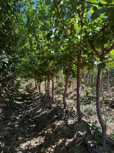 Yetişkin Hacıhaliloğlu Kayısı Fidanı