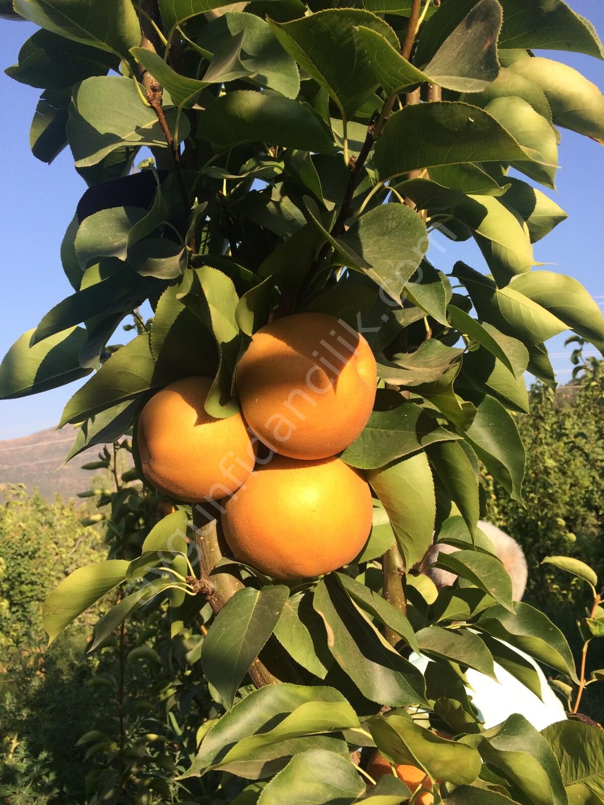 Naşi Armut Fidanı