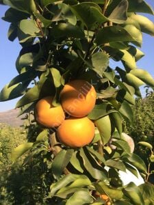 Naşi Armut Fidanı