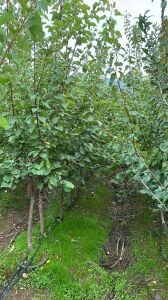 Yetişkin Iğdır Kayısı Fidanı