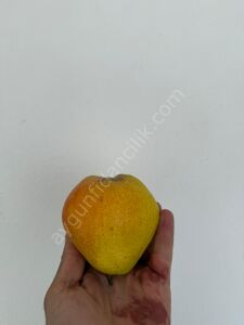 Ordu Bal Armudu Fidanı