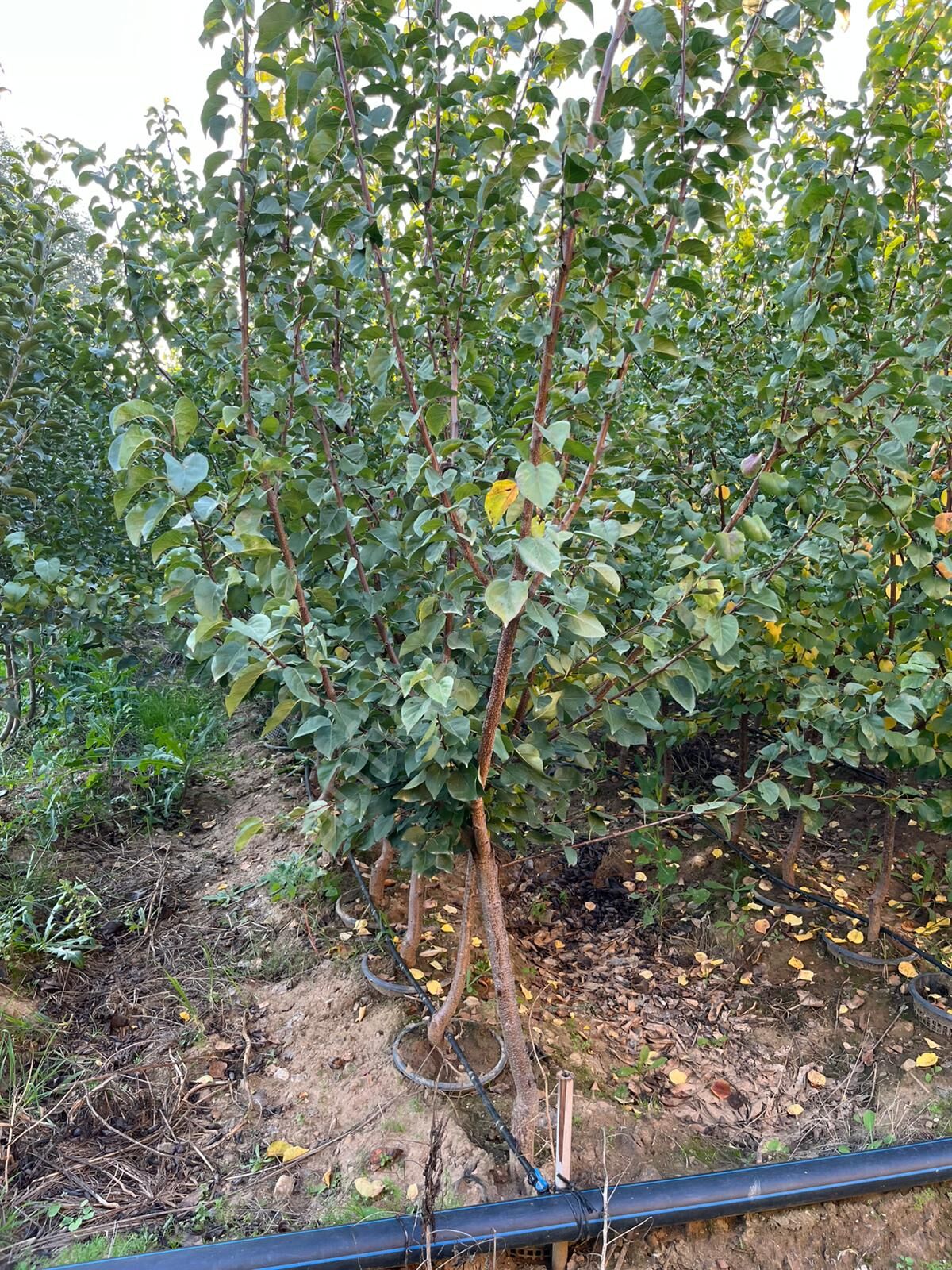 Yetişkin Malatya Kayısı Fidanı