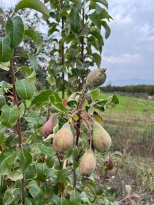 Haziran Gülü Armut Fidanı