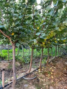 Yetişkin Mikado Kayısı Fidanı