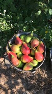 Etruşka Armut Fidanı