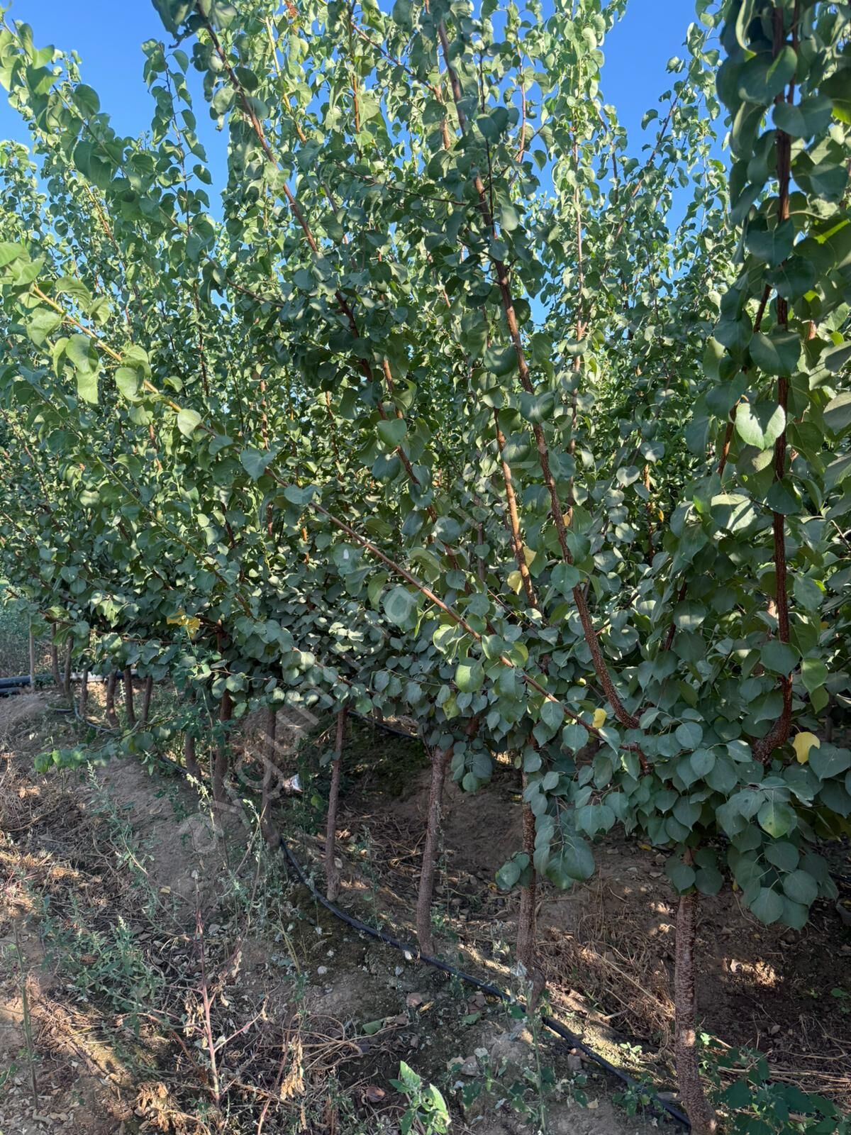 Yetişkin Ninfa Kayısı Fidanı