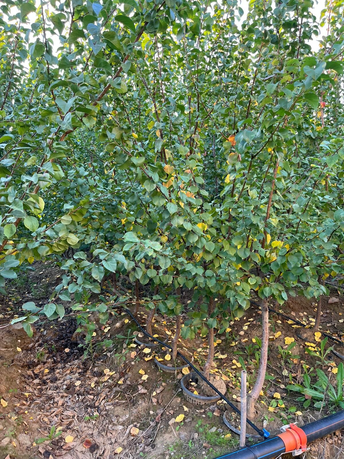 Yetişkin Perfect Red Kayısı Fidanı