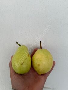 Santa Maria Armut Fidanı