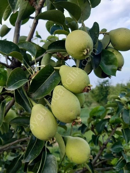 Akça Armut Fidanı