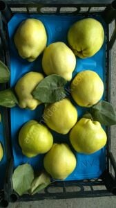 Ekmek Ayva Fidanı