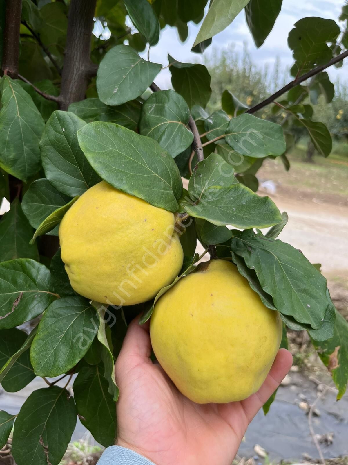 Ekmek Ayva Fidanı