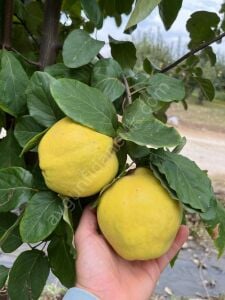 Ekmek Ayva Fidanı