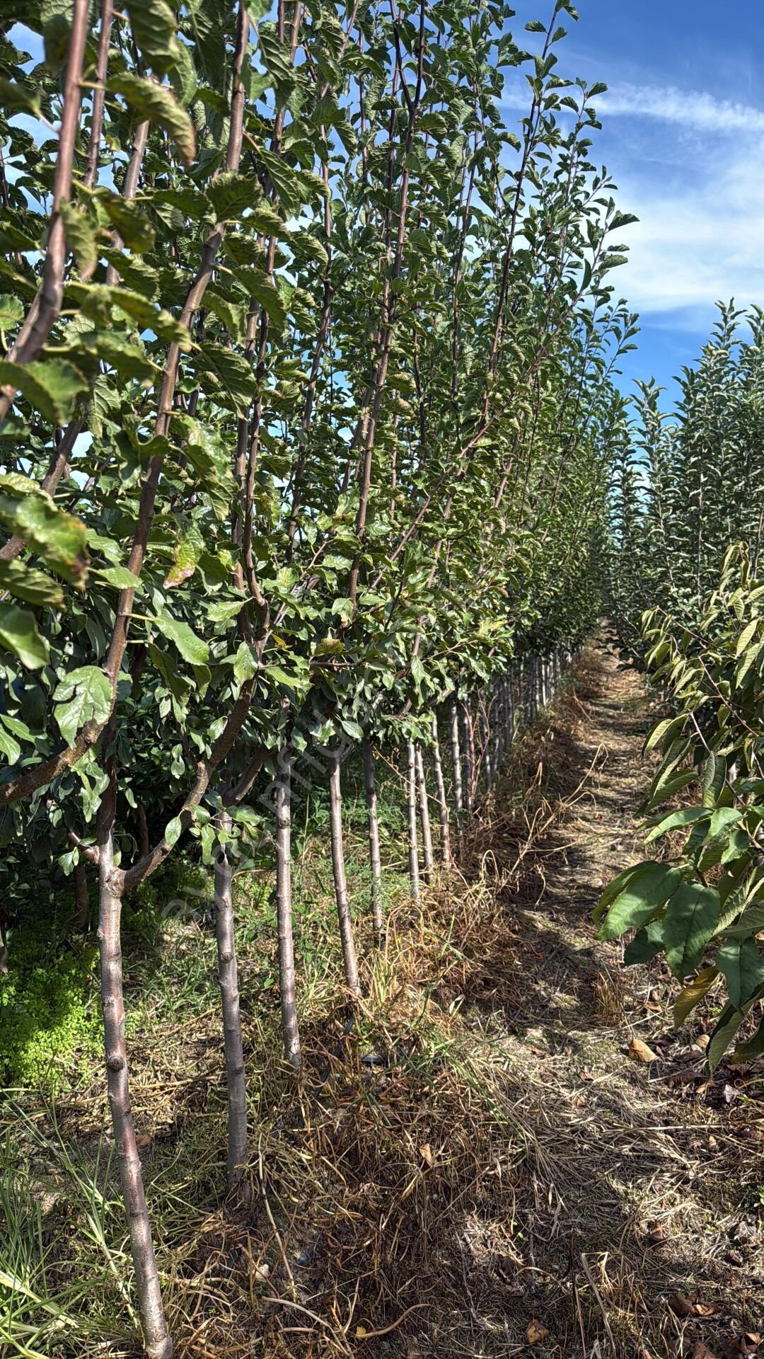 Yetişkin Mürdüm Erik Fidanı