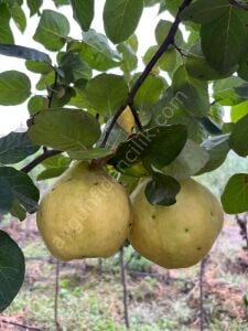 Gördes Ayva Fidanı