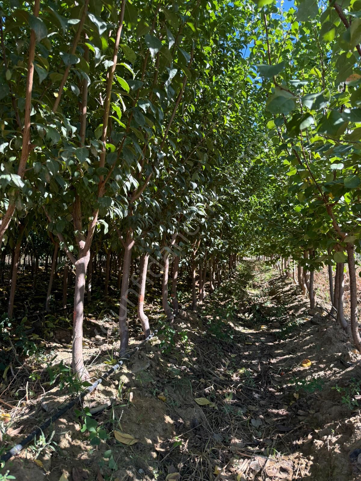 Yetişkin Angeleno Erik Fidanı