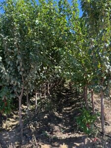 Yetişkin Black Diamond Erik Fidanı