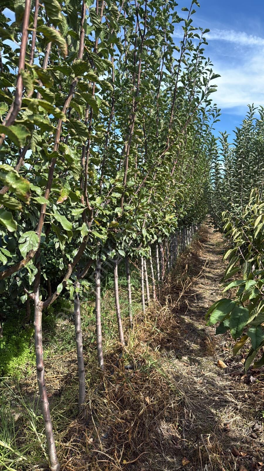 Yetişkin Early Heart Erik Fidanı