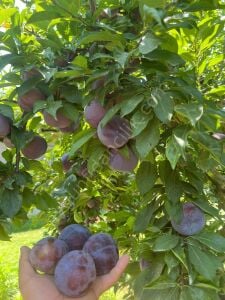 Black Diamond Erik Fidanı