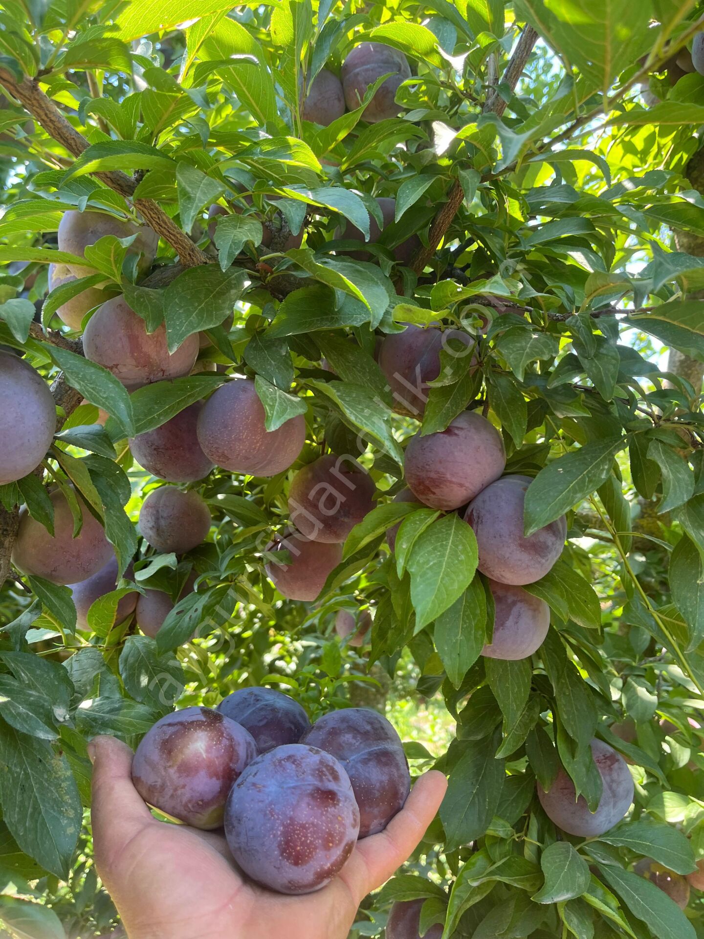 Black Diamond Erik Fidanı