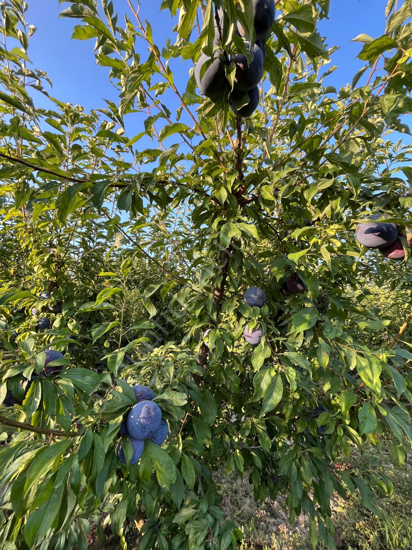 Black Splendor Erik Fidanı