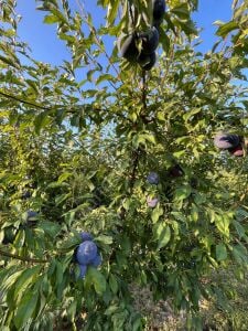 Black Splendor Erik Fidanı