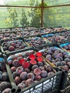 Black Splendor Erik Fidanı