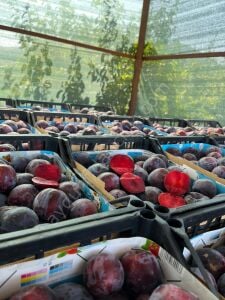 Black Splendor Erik Fidanı