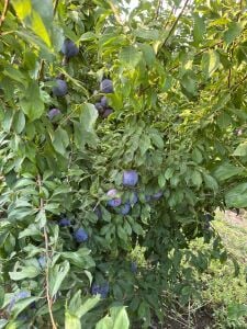 Black Splendor Erik Fidanı