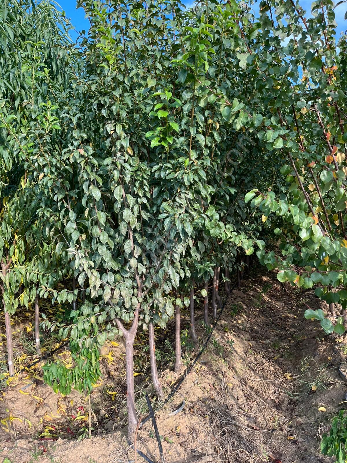 Yetişkin Larry Ann Erik Fidanı