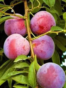 Formosa Erik Fidanı