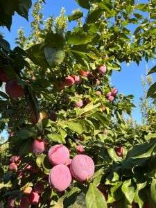 Fortuna Erik Fidanı