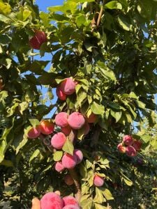 Fortuna Erik Fidanı