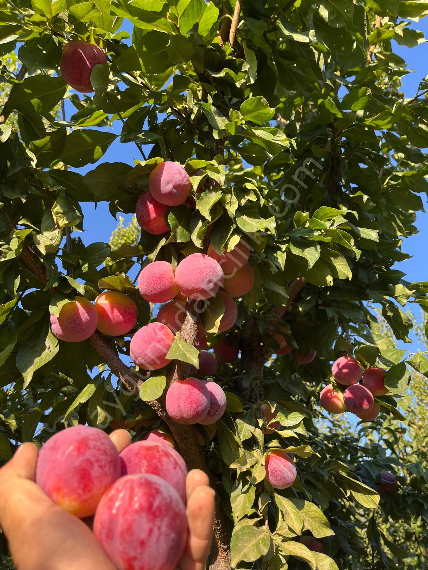 Fortuna Erik Fidanı