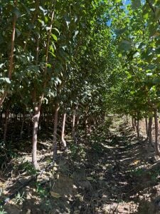 Yetişkin Santa Rosa Erik Fidanı