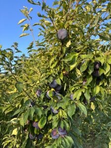 Angeleno Erik Fidanı