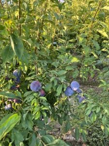 Angeleno Erik Fidanı