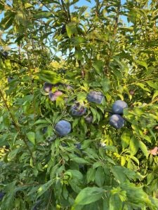 Angeleno Erik Fidanı