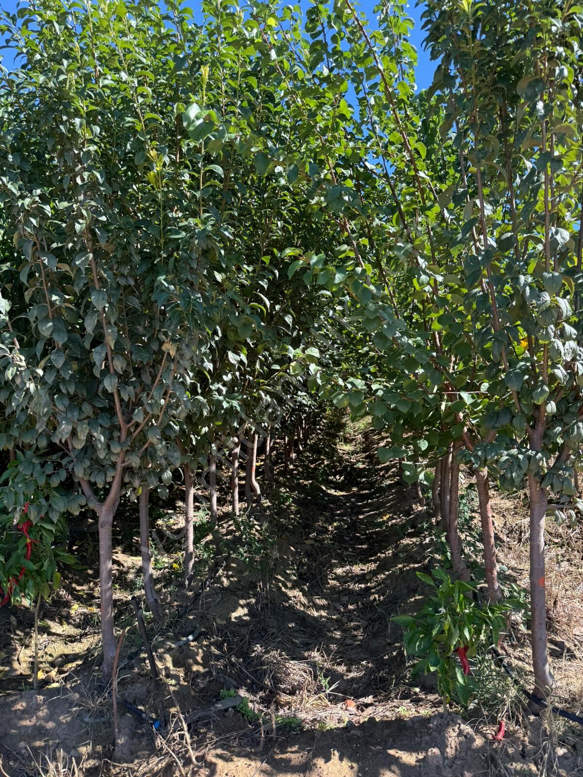 Yetişkin Show Time Erik Fidanı