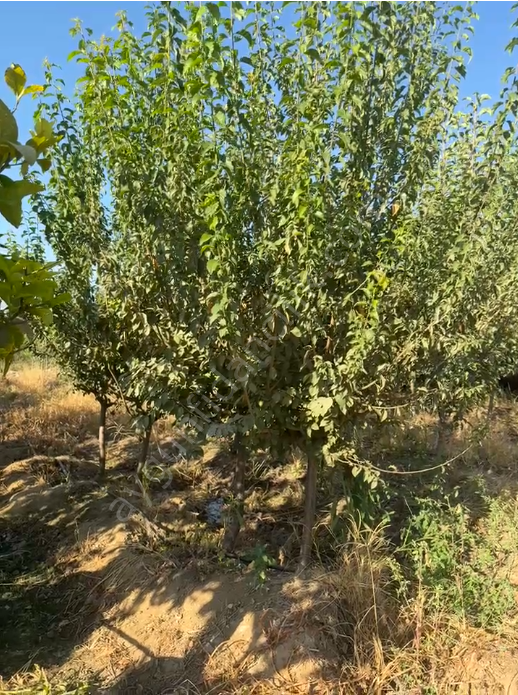 Yetişkin Bekiroğlu Erik Fidanı