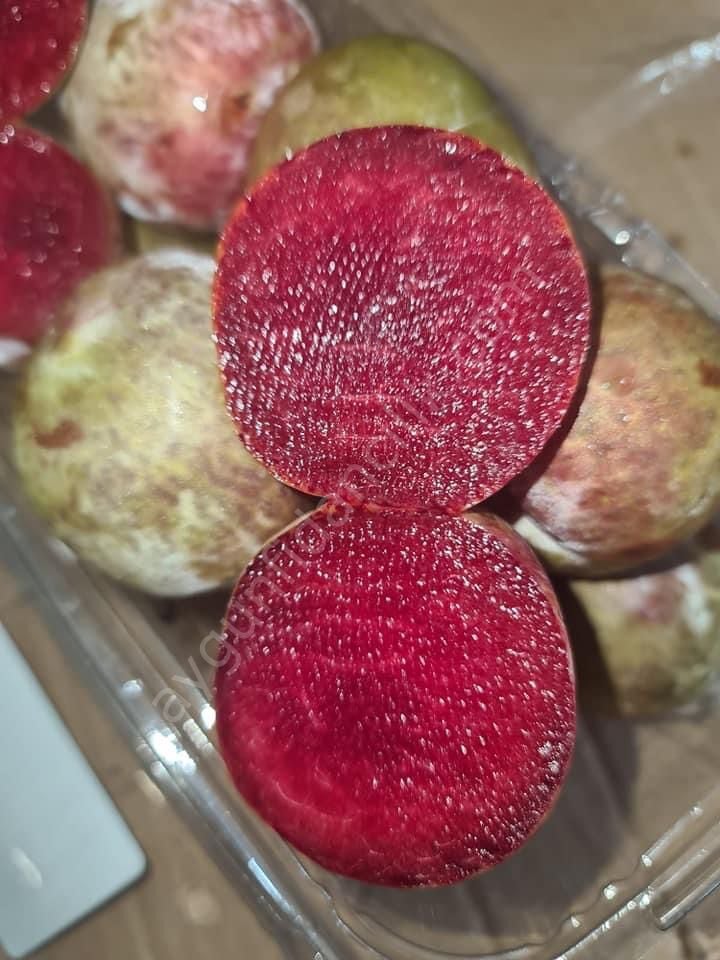 Red Heart Erik Fidanı