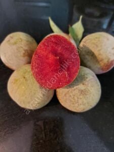 Red Heart Erik Fidanı