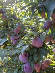 Larry Ann Erik Fidanı