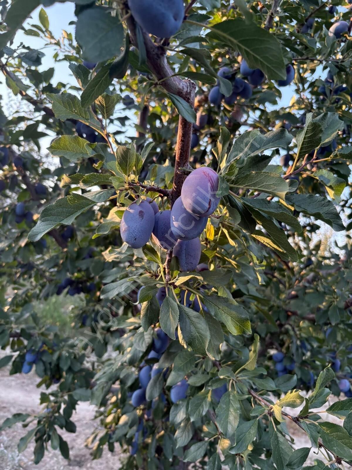 Mürdüm Erik Fidanı