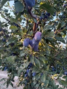 Mürdüm Erik Fidanı