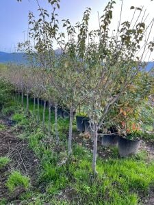 Yetişkin Kara Papaz Erik Fidanı