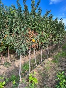 Yetişkin Kakaolu Trabzon Hurma Fidanı